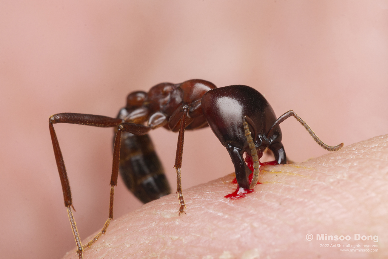 Tetramorium sp.1